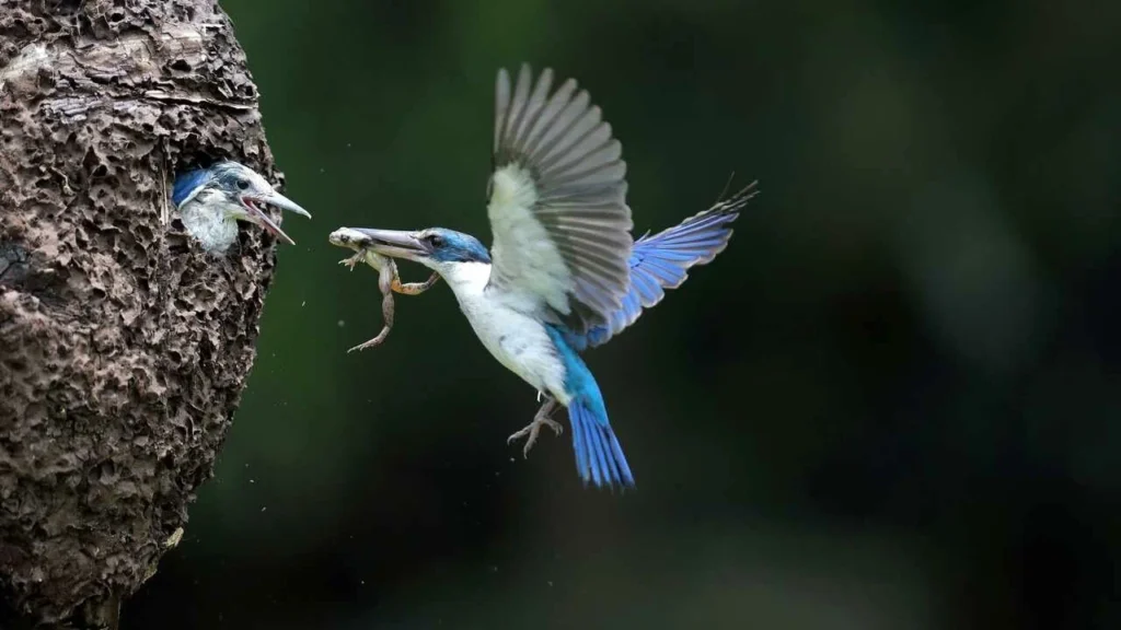 Common Insects These Birds Feed On