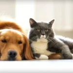 Are Cats Smarter Than Dogs?