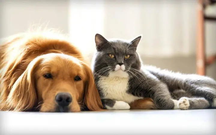 Are Cats Smarter Than Dogs?