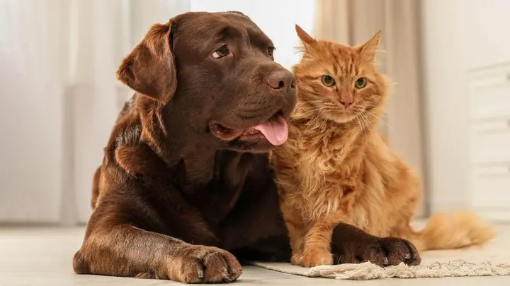 How Cats and Dogs Are the Same