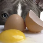 Can Dogs Eat Eggshells?