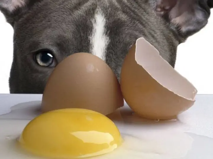 Can Dogs Eat Eggshells?