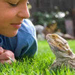 Is Lizards a Pet Animal?