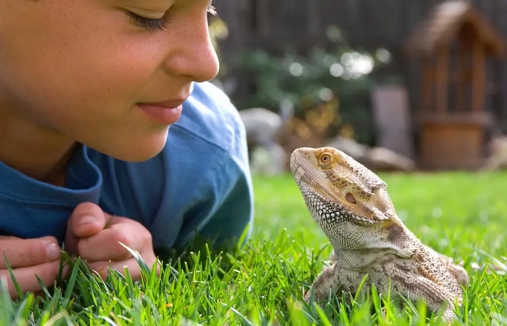 Is Lizards a Pet Animal?