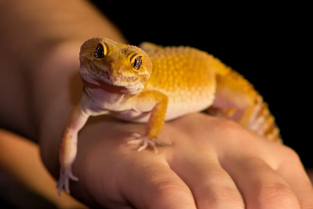 Assessing the Suitability of Lizards as Pets