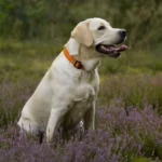 Labrador Retrievers Lifespan