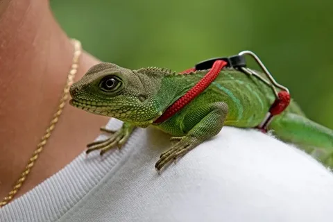 Popular Lizard Species for Pet Owners