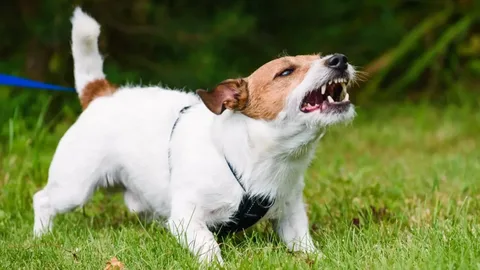 How to Stop Excessive Barking