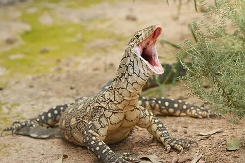 Stress and Aggression lizard