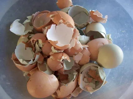 Exploring the Pros and Cons of Feeding Eggshells to Dogs