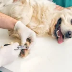 How to Cut Dog Nails