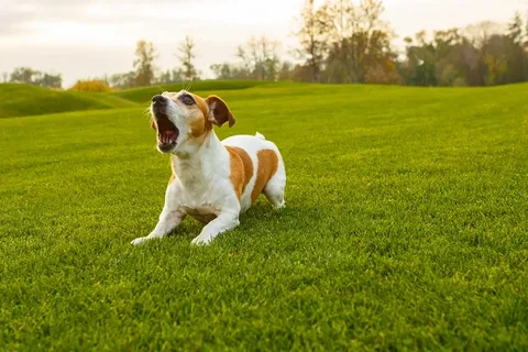 Why Do Dogs Bark?